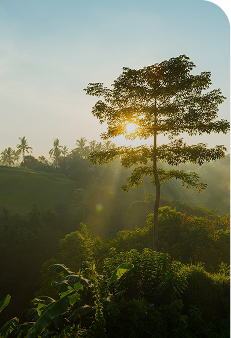 Environment